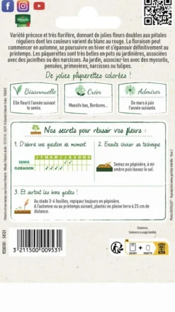 Pâquerette Tapis varié Vilmorin - graines à semer