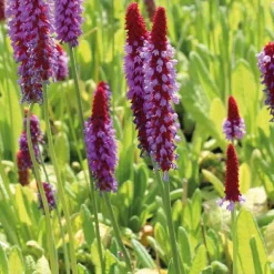 Primevère orchidée godet 9x9 cm