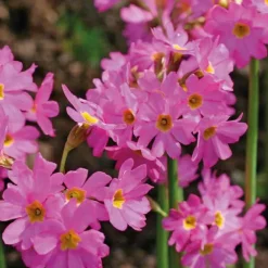 Primevère rose godet 9x9 cm