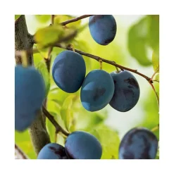 Prunier Cul De Poulet. Le pot de 15 litres forme 1/2 tige