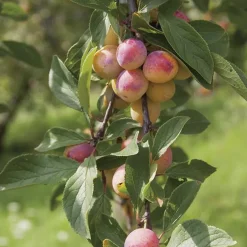 Prunier Mirabelle De Nancy. Le pot de 7,5 litres
