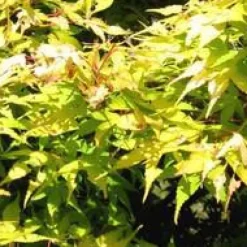 Prunier Mirabelle De Nancy. En racine nue, forme 1/2 tige calibre 8/10