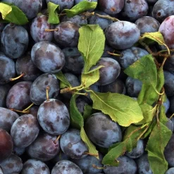 Prunier Mirabelle De Nancy. En racine nue, forme 1/2 tige