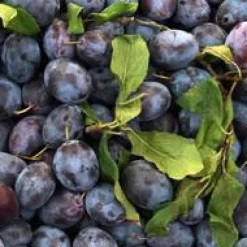 Prunier Mirabelle De Nancy. Le pot de 12 litres, forme gobelet