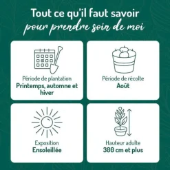 Prunier Mirabelle De Nancy. Le pot de 12 litres, forme gobelet