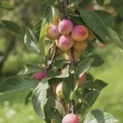 Prunier Mirabelle De Nancy Bio. En racine nue, forme gobelet