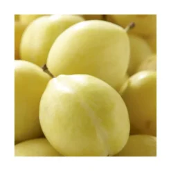 Prunier Miraclaude ® Delclomi. En racine nue, forme 1/2 tige