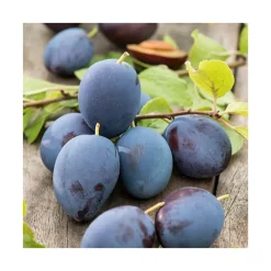 Prunier Pruneau De Passy. Le pot de 12 litres, forme gobelet