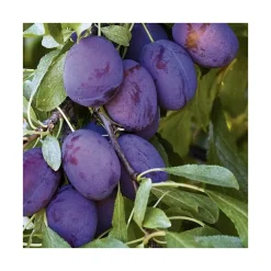 Prunier Quetsche D'Alsace Lr. Le pot de 12 litres