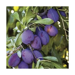 Prunier Quetsche D'Alsace. Le pot de 12 litres, forme gobelet