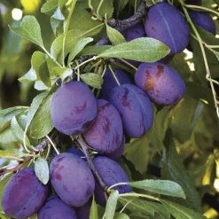 Prunier Quetsche D'Alsace. Le pot de 25 litres