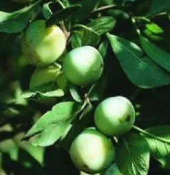 Prunier Quetsche D'Alsace. Le pot de 15 litres forme 1/2 tige
