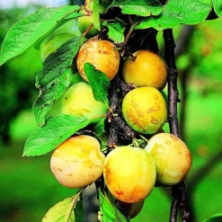 Prunier Quetsche D'Alsace. En racine nue, forme 1/2 tige