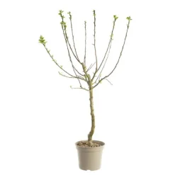 Prunier Reine Claude Doree. Le pot de 12 litres, forme gobelet