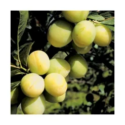 Prunier Reine Claude Dorée Bio. Le pot de 12 litres, forme gobelet