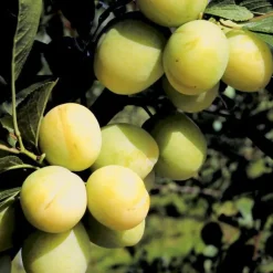 Prunier Reine Claude Doree. Le pot de 7,5 litres