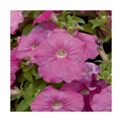 Pétunia à massifs - Le pack de 6 plants
