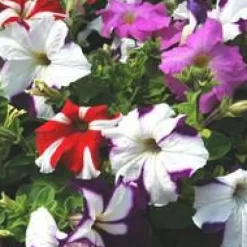 Pétunia à massifs - Le pack de 6 plants