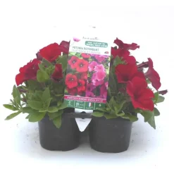 Pétunia retombant rose - Le pack de 6 plants