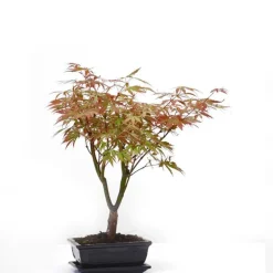 Érable du Japon Acer Palmatum coloris variés botanic® bonsaï Ø 3,7 - 40 cm