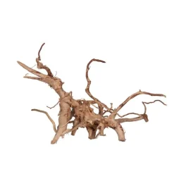 Racine Vigne rare rouge, Entre 40 et 80 cm