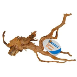 Racine-araignée de taille small 20 à 30 cm