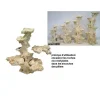 Reef Scene Pilier Roche Colonisable H 38 cm