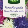 Reine Marguerite Plume d'Autruche variée Vilmorin - graines à semer