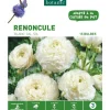 Renoncule coloris blanc botanic® - 15 bulbes