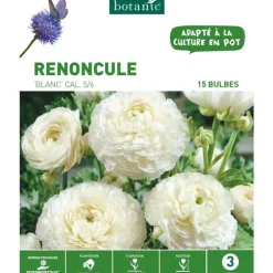 Renoncule coloris blanc botanic® - 15 bulbes