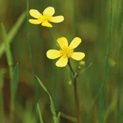 Renoncule de berge godet 9x9 cm