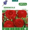 Renoncule rouge botanic® - 15 bulbes