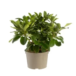 Rhododendron anna rose whitney rose en pot de 7,5 L