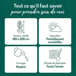 Rhododendron anna rose whitney rose en pot de 7,5 L