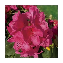 Rhododendron anna rose whitney rose en pot de 7,5 L