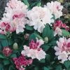 Rhododendron Hybride Varié. Le pot de 4 litres