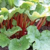 Rhubarbe Bio. Le pot de 2,5 litres