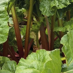 Rhubarbe Bio. Le pot de 2,5 litres