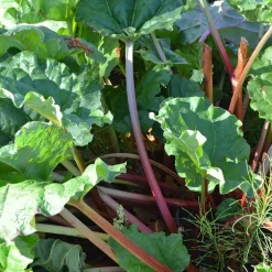 Rhubarbe Bio. Le pot de 4,6 litres