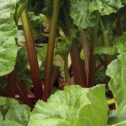 Rhubarbe Bio. Le pot de 1 litre
