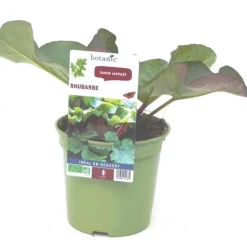 Rhubarbe Bio. Le pot de 1 litre