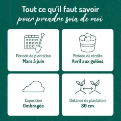 Rhubarbe Bio. Le pot de 1 litre