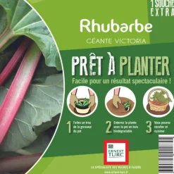 Rhubarbe extra bio Ernest Turc®. Pied mère en bourriche prêt à planter