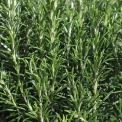 Romarin Officinal Bio. Le pot de 2,5 litres