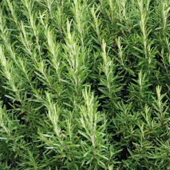 Romarin Officinal Bio. Le pot de 2,5 litres