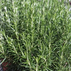 Romarin Officinal Bio. Le pot de 4,6 litres