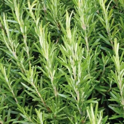 Romarin Officinal Bio. Le pot de 1 litre