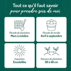 Romarin Rampant Bio. Le pot de 2,5 litres