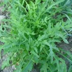 Roquette Sauvage Letizia Bio. La barquette de 12 plants