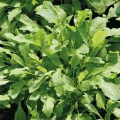 Roquette Sauvage Letizia Bio. La barquette de 12 plants